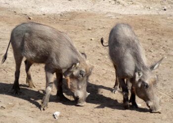 Ragusa, interventi urgenti per la Peste Suina Africana: attività di controllo dei suidi