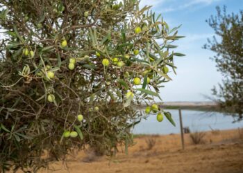 Casa Grazia con l'oro verde di Gela al Solexpo2 Verona dal 2 al 4 marzo
