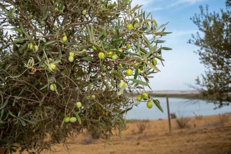 Casa Grazia con l'oro verde di Gela al Solexpo2 Verona dal 2 al 4 marzo