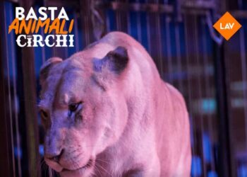 Lav nelle piazze iblee per vietare l'uso degli animali nei circhi