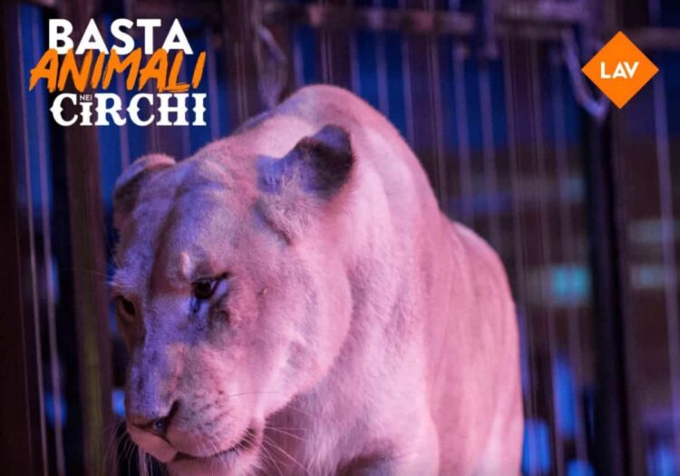 Lav nelle piazze iblee per vietare l'uso degli animali nei circhi
