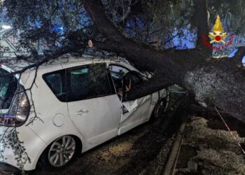 Forte vento su Palermo: albero cade su auto, donna illesa