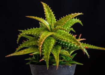 Aloe vera, magica e contro il malocchio: perchè è considerata una pianta portafortuna?