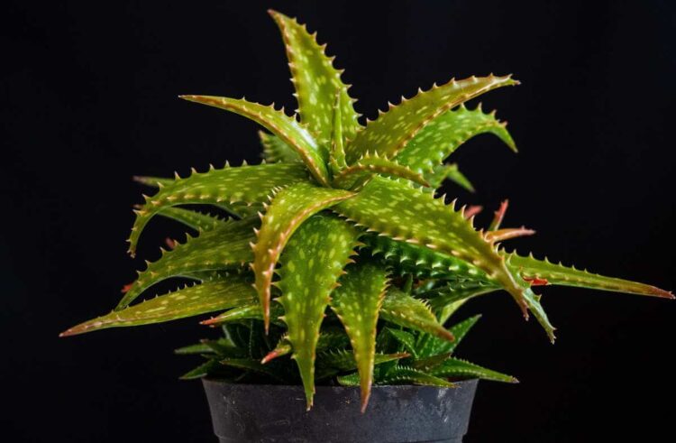 Aloe vera, magica e contro il malocchio: perchè è considerata una pianta portafortuna?