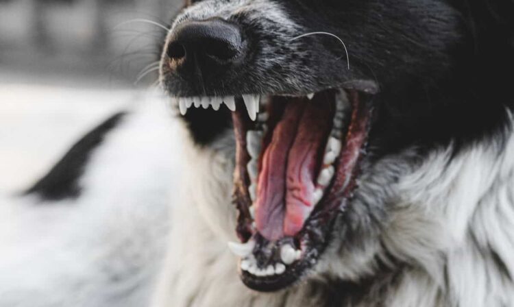 Cane di famiglia li aggredisce, bimbo e mamma in ospedale ad Agrigento