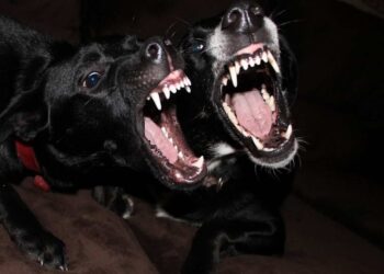 Aggredito dai cani dell’amico, ricoverato in gravissime condizioni al Policlinico di Messina