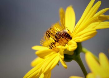 Bonus agricoltura 500 euro a ettaro: a chi tocca e come fare domanda