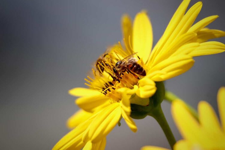 Bonus agricoltura 500 euro a ettaro: a chi tocca e come fare domanda