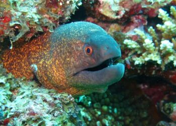 Specie aliene nel Mar Mediterraneo