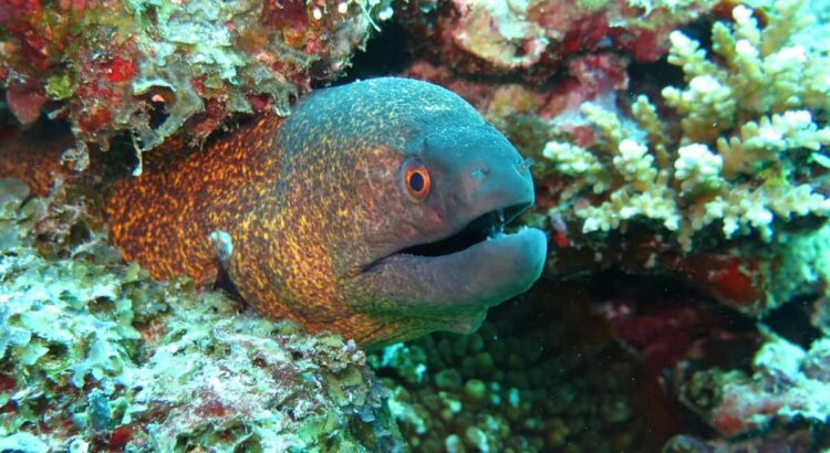 Specie aliene nel Mar Mediterraneo