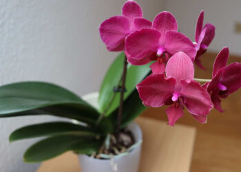 Feng Shui: la pianta portafortuna da tenere in casa