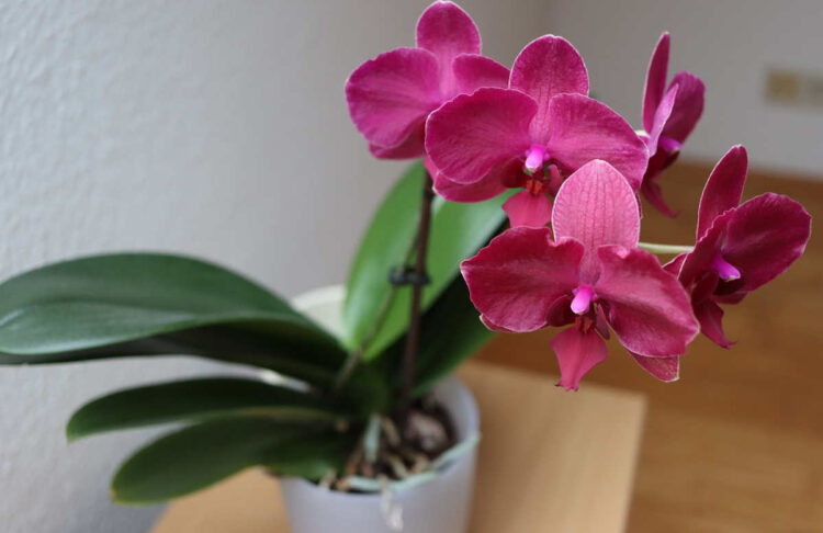 Feng Shui: la pianta portafortuna da tenere in casa