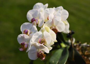 I trucchi per avere Orchidee sempre belle