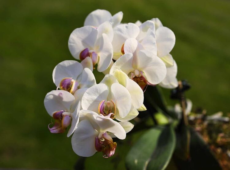 I trucchi per avere Orchidee sempre belle