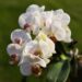 I trucchi per avere Orchidee sempre belle