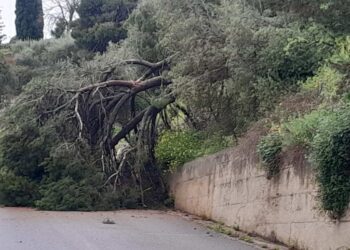 Tragedia sfiorata a Modica, pino secolare cade in strada