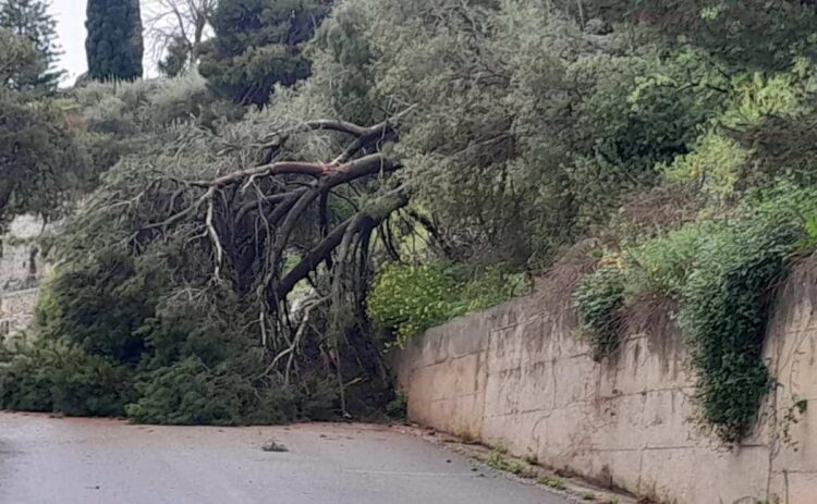 Tragedia sfiorata a Modica, pino secolare cade in strada