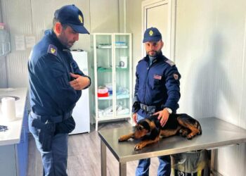 Gela, cane investito soccorso da poliziotto fuori servizio: avviare raccolta fondi per operarlo
