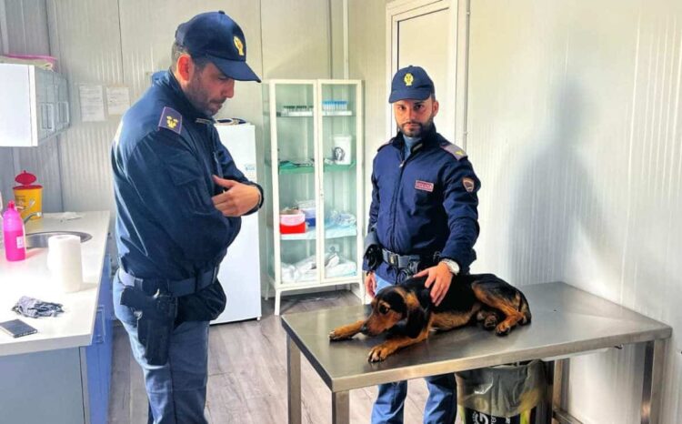 Gela, cane investito soccorso da poliziotto fuori servizio: avviare raccolta fondi per operarlo