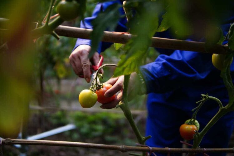 Crisi agricola, incontro a Palazzo Iacono