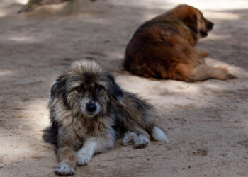 La Regione Siciliana vara standard più rigidi per la lotta al randagismo