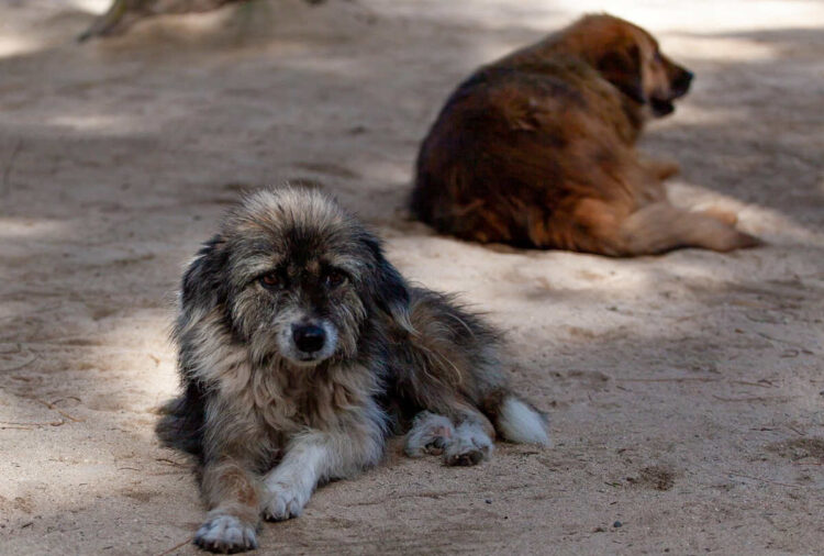 La Regione Siciliana vara standard più rigidi per la lotta al randagismo