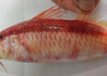 La triglia del Mar Rosso è arrivata in Sicilia: nuova specie aliena nel Mediterraneo