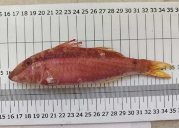 Un nuovo alieno nei mari siciliani