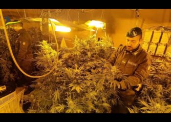 Palermo: sequestrata piantagione con 250 piante di marijuana, avrebbe fruttato più di 200.000 euro