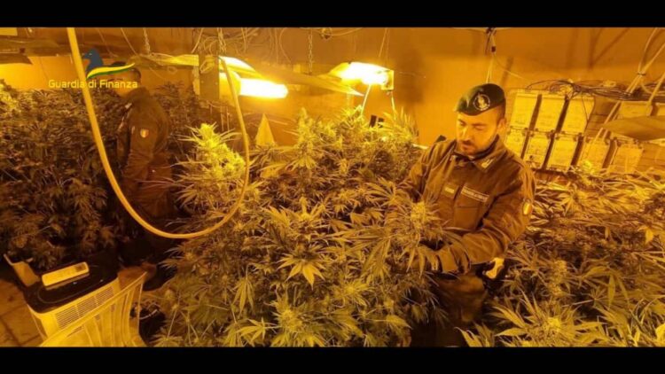 Palermo: sequestrata piantagione con 250 piante di marijuana, avrebbe fruttato più di 200.000 euro