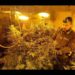 Palermo: sequestrata piantagione con 250 piante di marijuana, avrebbe fruttato più di 200.000 euro