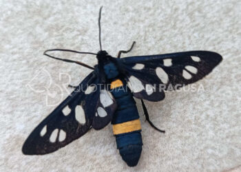 La primavera modicana si tinge di un blu metallico cangiante con un esemplare di Amata Kruegeri