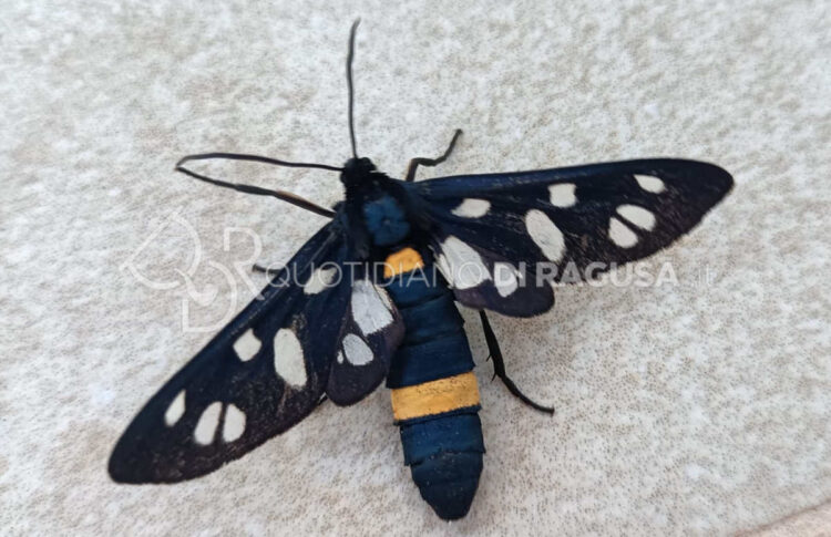 La primavera modicana si tinge di un blu metallico cangiante con un esemplare di Amata Kruegeri