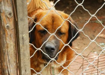 Ragusa mozione consiglieri Pd per ridurre Tari a chi adotta un cane ma la Lav esprime contrarietà