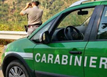 Concorso per 12 Tenenti nel ruolo Forestale dell'Arma dei Carabinieri