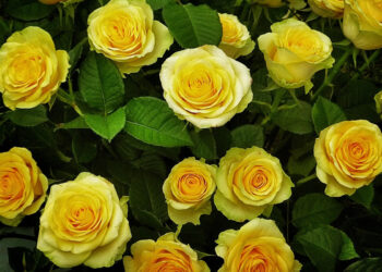 Le rose una volta erano tutte gialle