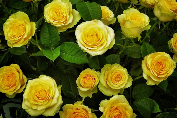 Le rose una volta erano tutte gialle