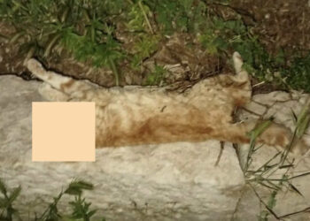 Ragusa, strage di gatti a San Giacomo: morti avvelenati