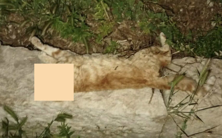 Ragusa, strage di gatti a San Giacomo: morti avvelenati