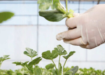 Ragusa, Network di mini laboratori per la gestione fitosanitaria della filiera delle ortive