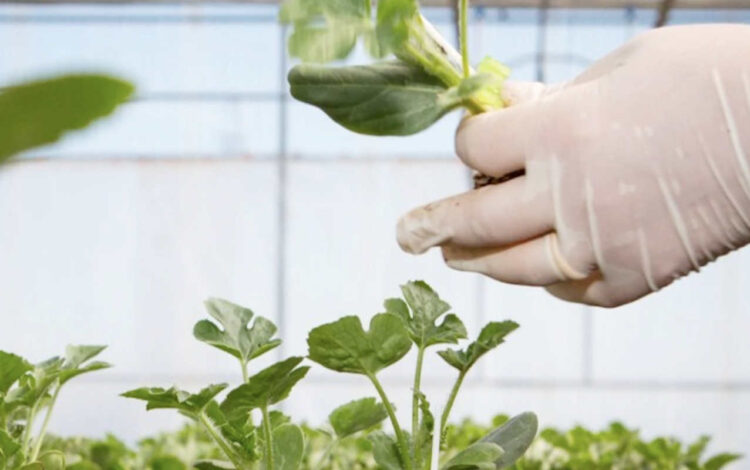 Ragusa, Network di mini laboratori per la gestione fitosanitaria della filiera delle ortive