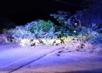Tragedia sfiorata sulla Modica-Scicli: albero di carrubo cade sulla strada