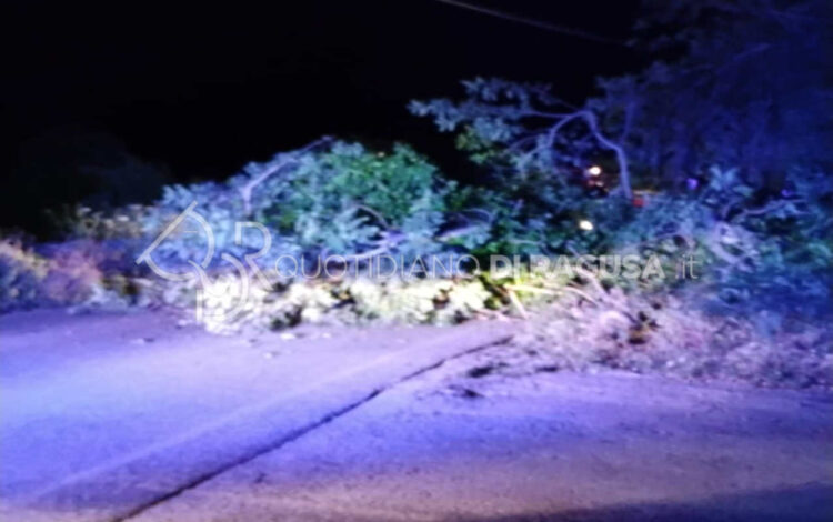 Tragedia sfiorata sulla Modica-Scicli: albero di carrubo cade sulla strada