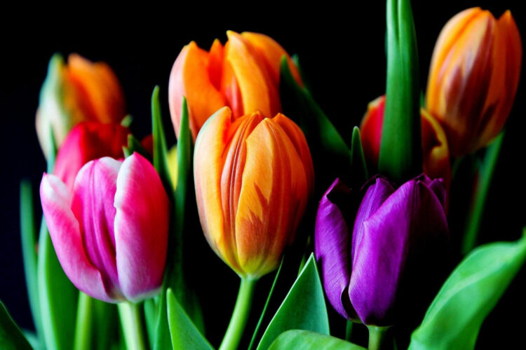 Balconi fioriti a Santa Croce Camerina, al via la terza edizione