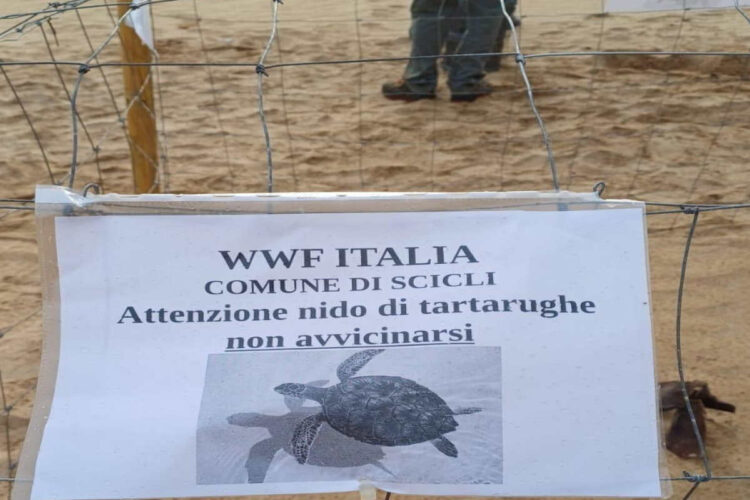 A Sampieri di Scicli primo nido di tartarughe marine in Italia