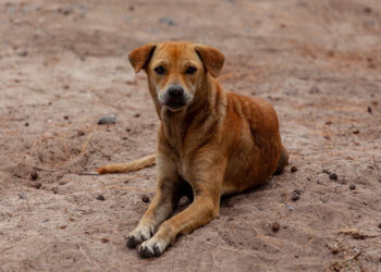 Ragusa, avviso convenzione per contenimento del randagismo