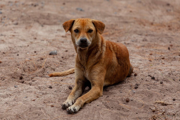 Ragusa, avviso convenzione per contenimento del randagismo
