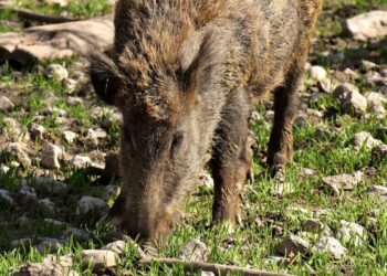 Peste Suina Africana: misure urgenti in provincia di Ragusa