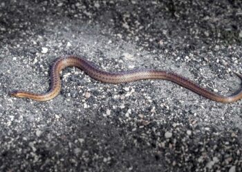 Turista siciliano morso al pollice della mano da una vipera all'Elba: elisoccorso