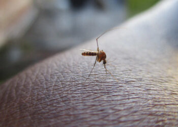 West Nile Virus: c'è da preoccuparsi? Ecco i sintomi campanello d'allarme